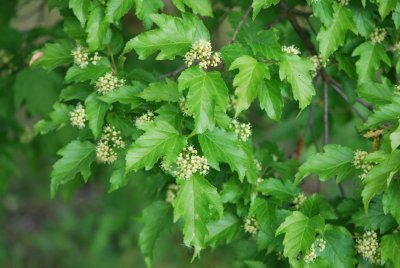 Acer ginnala - javor amurský - květenství a list 2(56)